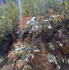 Eucalyptus dives at Namadgi National Park - 7 Oct 2023 12:31 PM