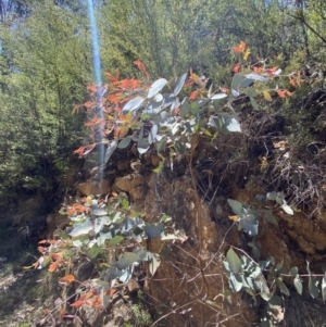 Eucalyptus dives at Namadgi National Park - 7 Oct 2023 12:31 PM