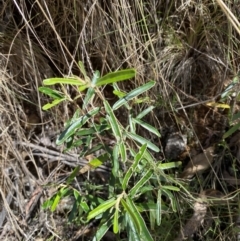 Astrotricha ledifolia (Common Star-hair) at Cotter River, ACT - 7 Oct 2023 by Tapirlord