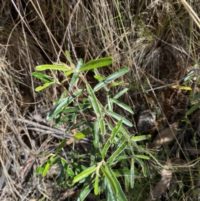 Astrotricha ledifolia (Common Star-hair) at Cotter River, ACT - 7 Oct 2023 by Tapirlord