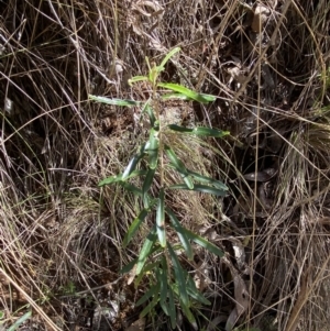 Astrotricha ledifolia at Namadgi National Park - 7 Oct 2023