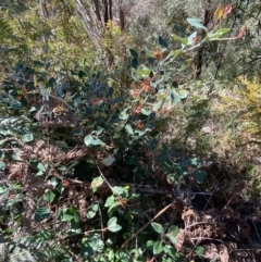 Grevillea oxyantha subsp. oxyantha (Kybean Grevillea) at Namadgi National Park - 7 Oct 2023 by Tapirlord