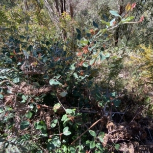 Grevillea oxyantha subsp. oxyantha at Namadgi National Park - 7 Oct 2023