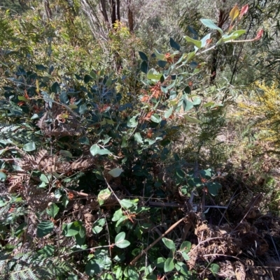 Grevillea oxyantha subsp. oxyantha (Kybean Grevillea) at Cotter River, ACT - 7 Oct 2023 by Tapirlord