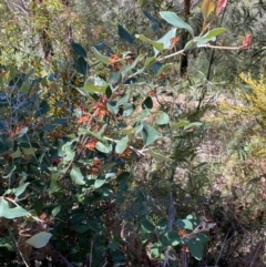 Grevillea oxyantha subsp. oxyantha at Namadgi National Park - 7 Oct 2023