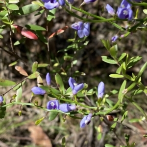 Comesperma volubile at Namadgi National Park - 7 Oct 2023 12:16 PM