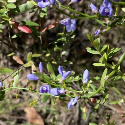 Comesperma volubile (Love Creeper) at Namadgi National Park - 7 Oct 2023 by Tapirlord