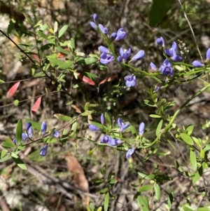 Comesperma volubile at Namadgi National Park - 7 Oct 2023 12:16 PM