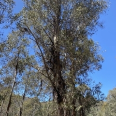 Eucalyptus viminalis subsp. viminalis (Manna Gum) at Cotter River, ACT - 7 Oct 2023 by Tapirlord