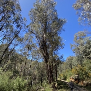Eucalyptus viminalis subsp. viminalis at Namadgi National Park - 7 Oct 2023