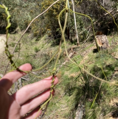 Cassytha melantha (A Devils Twine) at Namadgi National Park - 7 Oct 2023 by Tapirlord