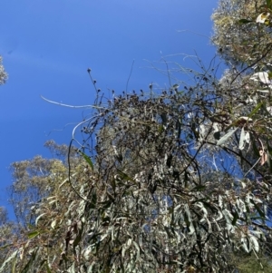 Cassytha melantha at Namadgi National Park - 7 Oct 2023