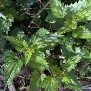 Urtica incisa at Namadgi National Park - 7 Oct 2023