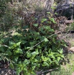 Urtica incisa at Namadgi National Park - 7 Oct 2023