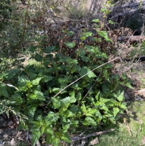 Urtica incisa at Namadgi National Park - 7 Oct 2023