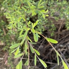 Gaudium brevipes (Grey Tea-tree) at Cotter River, ACT - 7 Oct 2023 by Tapirlord