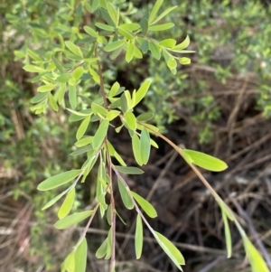 Gaudium brevipes at Namadgi National Park - 7 Oct 2023