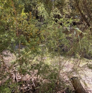 Gaudium brevipes at Namadgi National Park - 7 Oct 2023