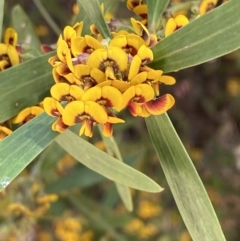 Daviesia mimosoides subsp. mimosoides at Namadgi National Park - 7 Oct 2023 by Tapirlord