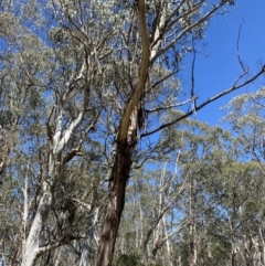 Eucalyptus delegatensis subsp. delegatensis (Alpine Ash) at Cotter River, ACT - 7 Oct 2023 by Tapirlord