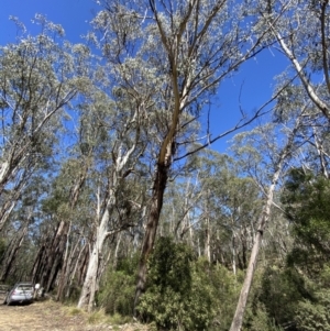 Eucalyptus delegatensis subsp. delegatensis at Namadgi National Park - 7 Oct 2023 11:08 AM