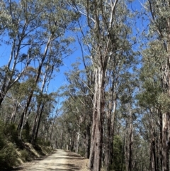 Eucalyptus delegatensis subsp. delegatensis at Namadgi National Park - 7 Oct 2023