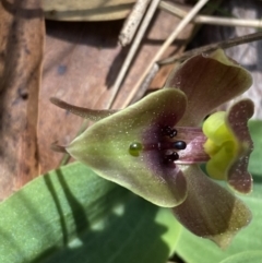 Chiloglottis valida (Large Bird Orchid) at Cotter River, ACT - 7 Oct 2023 by Tapirlord