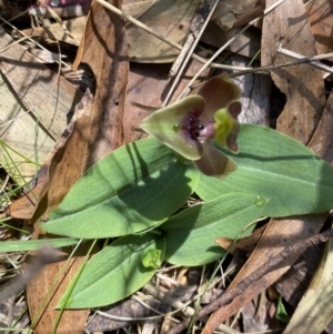 Chiloglottis valida at Namadgi National Park - suppressed