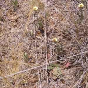 Villa sp. (genus) at Mugga Mugga Grassland (MMW) - 17 Nov 2023