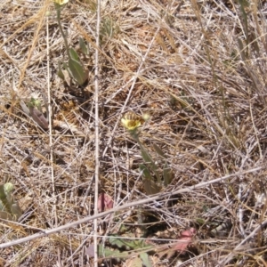 Villa sp. (genus) at Mugga Mugga Grassland (MMW) - 17 Nov 2023