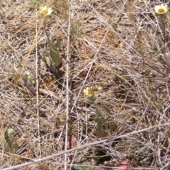 Villa sp. (genus) at Mugga Mugga Grassland (MMW) - 17 Nov 2023