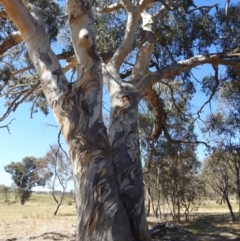 Eucalyptus blakelyi (Blakely's Red Gum) at Lions Youth Haven - Westwood Farm - 17 Nov 2023 by HelenCross