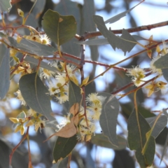 Eucalyptus blakelyi at Lions Youth Haven - Westwood Farm A.C.T. - 17 Nov 2023 02:32 PM