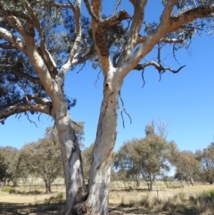 Eucalyptus blakelyi at Lions Youth Haven - Westwood Farm A.C.T. - 17 Nov 2023