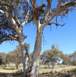 Eucalyptus blakelyi at Lions Youth Haven - Westwood Farm A.C.T. - 17 Nov 2023