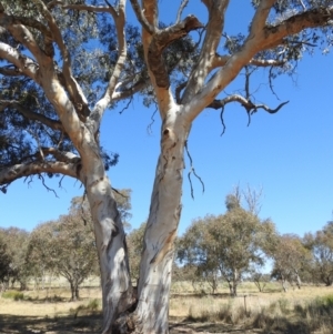 Eucalyptus blakelyi at Lions Youth Haven - Westwood Farm - 17 Nov 2023