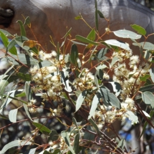 Eucalyptus blakelyi at Lions Youth Haven - Westwood Farm A.C.T. - 17 Nov 2023