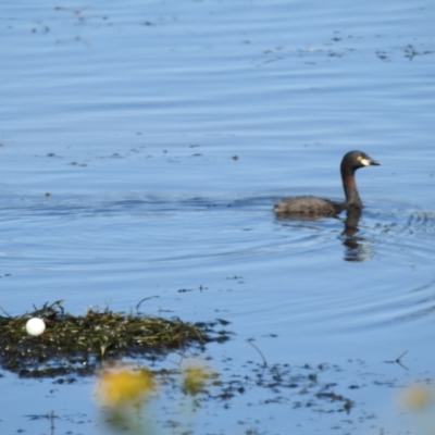 Tachybaptus novaehollandiae (Australasian Grebe) at Lions Youth Haven - Westwood Farm - 17 Nov 2023 by HelenCross