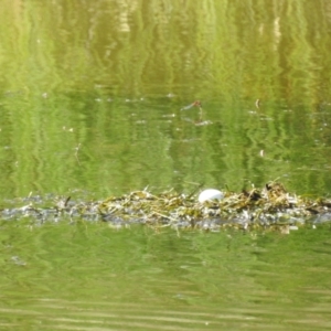 Tachybaptus novaehollandiae at Lions Youth Haven - Westwood Farm A.C.T. - 17 Nov 2023 03:06 PM