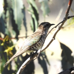 Chrysococcyx basalis (Horsfield's Bronze-Cuckoo) at Tuggeranong, ACT - 17 Nov 2023 by HelenCross