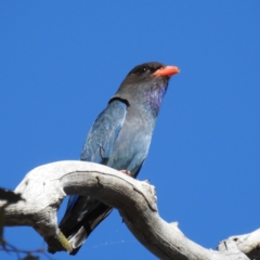 Eurystomus orientalis (Dollarbird) at Tuggeranong, ACT - 17 Nov 2023 by HelenCross