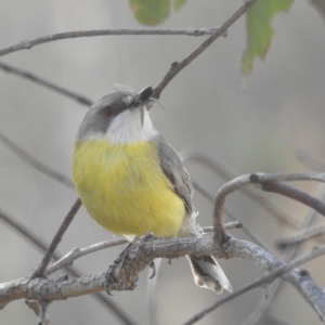 Gerygone olivacea at Kambah, ACT - 17 Nov 2023