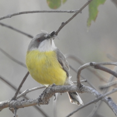 Gerygone olivacea (White-throated Gerygone) at Lions Youth Haven - Westwood Farm A.C.T. - 17 Nov 2023 by HelenCross
