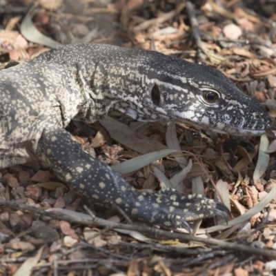 Varanus rosenbergi (Heath or Rosenberg's Monitor) at Illilanga & Baroona - 11 Dec 2019 by Illilanga