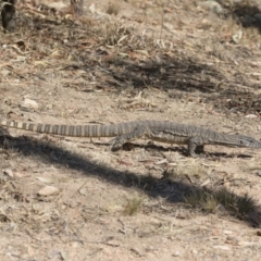 Varanus rosenbergi at Illilanga & Baroona - suppressed