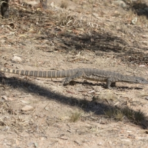 Varanus rosenbergi at Illilanga & Baroona - 11 Dec 2019