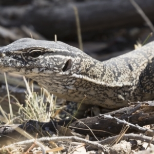 Varanus rosenbergi at Illilanga & Baroona - 11 Dec 2019