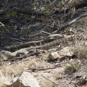 Varanus rosenbergi at Illilanga & Baroona - 11 Dec 2019