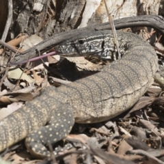 Varanus rosenbergi at Illilanga & Baroona - 11 Dec 2019