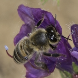 Apis mellifera at Fraser, ACT - 17 Nov 2023 11:51 AM